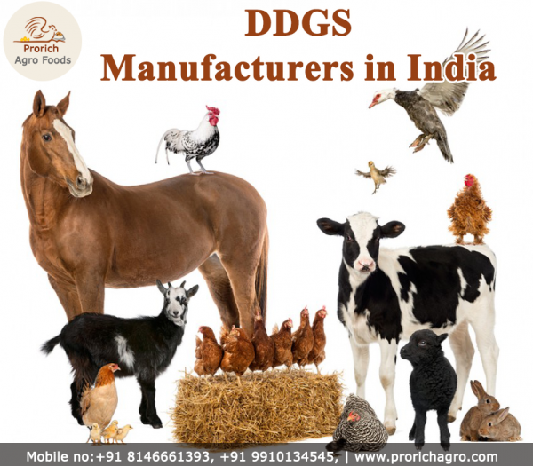 Prorich Agro Foods | DDGS Animal Feed Manufacturer (Barwala, India) -  Contact Phone, Address